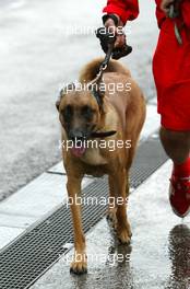 09.09.2005 Spa Francorchamps, Belgium,  Shiva, the dog of Michael Schumacher, GER, Ferrari - September, Formula 1 World Championship, Rd 16, Belgian Grand Prix, Friday