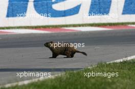 08.06.2007 Montreal, Canada,  A Beaver invades the circuit - Formula 1 World Championship, Rd 6, Canadian Grand Prix, Friday Practice
