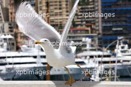 25.05.2007 Monte Carlo, Monaco,  Bird - Formula 1 World Championship, Rd 5, Monaco Grand Prix, Friday