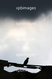 04.04.2009 Kuala Lumpur, Malaysia,  A bird with storm clouds above - Formula 1 World Championship, Rd 2, Malaysian Grand Prix, Saturday Practice