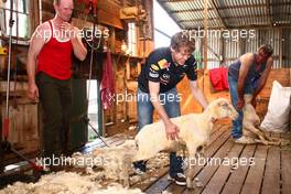23.03.2011 Melbourne, Australia, Sebastian Vettel (GER), sheep shearing at a local farm, Red Bull Racing - Formula 1 World Championship, Rd 01, Australian Grand Prix, Wednesday