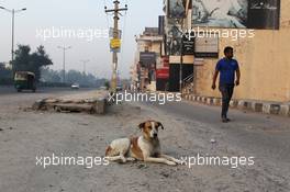 A dog in the street. 26.10.2012.Formula 1 World Championship, Rd 17, Indian Grand Prix, New Delhi, India, Practice Day.
