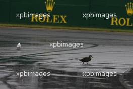 Nice weather for ducks. 16.03.2013. Formula 1 World Championship, Rd 1, Australian Grand Prix, Albert Park, Melbourne, Australia, Qualifying Day.