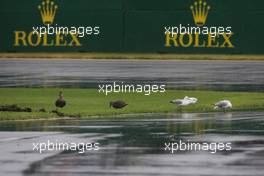 Nice weather for ducks and seagulls. 16.03.2013. Formula 1 World Championship, Rd 1, Australian Grand Prix, Albert Park, Melbourne, Australia, Qualifying Day.