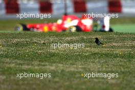 Felipe Massa (BRA) Ferrari F138 passes a bird in the grass. 02.03.2013. Formula One Testing, Day Three, Barcelona, Spain.
