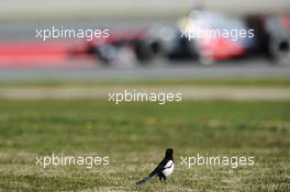 A bird watches Sergio Perez (MEX) McLaren MP4-28. 02.03.2013. Formula One Testing, Day Three, Barcelona, Spain.