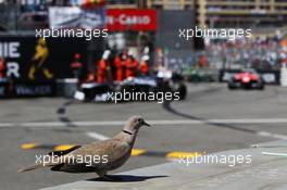 A bird watches the action. 26.05.2013. Formula 1 World Championship, Rd 6, Monaco Grand Prix, Monte Carlo, Monaco, Race Day.