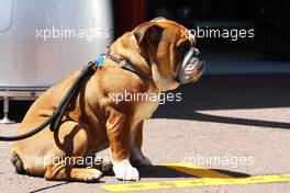 Roscoe, the dog owned by Lewis Hamilton (GBR) Mercedes AMG F1. 22.05.2013. Formula 1 World Championship, Rd 6, Monaco Grand Prix, Monte Carlo, Monaco, Preparation Day.