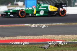 Alexander Rossi (USA) Caterham CT03 Test Driver approaches pigeons feeding by the side of the circuit. 17.07.2013. Formula One Young Drivers Test, Day 1, Silverstone, England.