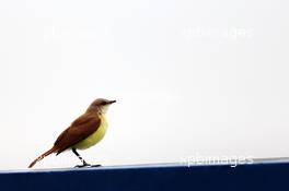 A bird. 07.11.2014. Formula 1 World Championship, Rd 18, Brazilian Grand Prix, Sao Paulo, Brazil, Practice Day.