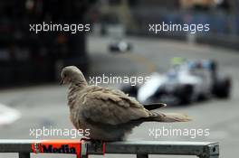 A pigeon watches Valtteri Bottas (FIN) Williams FW36. 25.05.2014. Formula 1 World Championship, Rd 6, Monaco Grand Prix, Monte Carlo, Monaco, Race Day.