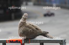 A pigeon watches the action. 25.05.2014. Formula 1 World Championship, Rd 6, Monaco Grand Prix, Monte Carlo, Monaco, Race Day.