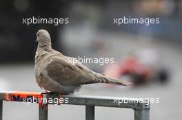 A pigeon watches Kimi Raikkonen (FIN) Ferrari F14-T. 25.05.2014. Formula 1 World Championship, Rd 6, Monaco Grand Prix, Monte Carlo, Monaco, Race Day.