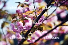 Blossom on the trees in the paddock. 09.04.2015. Formula 1 World Championship, Rd 3, Chinese Grand Prix, Shanghai, China, Preparation Day.