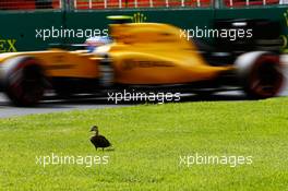 Jolyon Palmer (GBR) Renault Sport F1 Team RS16 passes a duck. 19.03.2016. Formula 1 World Championship, Rd 1, Australian Grand Prix, Albert Park, Melbourne, Australia, Qualifying Day.