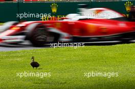 Sebastian Vettel (GER) Ferrari SF16-H passes a duck. 19.03.2016. Formula 1 World Championship, Rd 1, Australian Grand Prix, Albert Park, Melbourne, Australia, Qualifying Day.