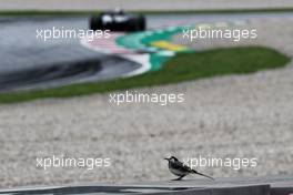 A bird watches the action. 30.06.2018. Formula 1 World Championship, Rd 9, Austrian Grand Prix, Spielberg, Austria, Qualifying Day.