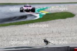 A bird watches Sergio Perez (MEX) Sahara Force India F1 VJM11. 30.06.2018. Formula 1 World Championship, Rd 9, Austrian Grand Prix, Spielberg, Austria, Qualifying Day.