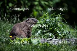 A marmot. 08.06.2018. Formula 1 World Championship, Rd 7, Canadian Grand Prix, Montreal, Canada, Practice Day.