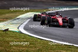 Charles Leclerc (MON) Ferrari F1-75 and Carlos Sainz Jr (ESP) Ferrari F1-75 pass a bird trackside. 11.11.2022. Formula 1 World Championship, Rd 21, Brazilian Grand Prix, Sao Paulo, Brazil, Qualifying Day.