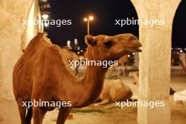 Doha atmosphere - Souq Waqif camels. 05.10.2023. Formula 1 World Championship, Rd 18, Qatar Grand Prix, Doha, Qatar, Preparation Day.