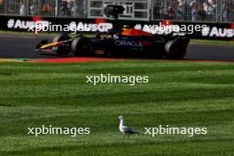Sergio Perez (MEX) Red Bull Racing RB20 passes a bird. 22.03.2024. Formula 1 World Championship, Rd 3, Australian Grand Prix, Albert Park, Melbourne, Australia, Practice Day.