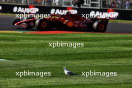 Carlos Sainz Jr (ESP) Ferrari SF-24 passes a bird. 22.03.2024. Formula 1 World Championship, Rd 3, Australian Grand Prix, Albert Park, Melbourne, Australia, Practice Day.