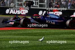 Daniel Ricciardo (AUS) RB VCARB 01 passes a bird. 22.03.2024. Formula 1 World Championship, Rd 3, Australian Grand Prix, Albert Park, Melbourne, Australia, Practice Day.