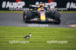 Max Verstappen (NLD) Red Bull Racing RB20 passes a bird. 23.03.2024. Formula 1 World Championship, Rd 3, Australian Grand Prix, Albert Park, Melbourne, Australia, Qualifying Day.